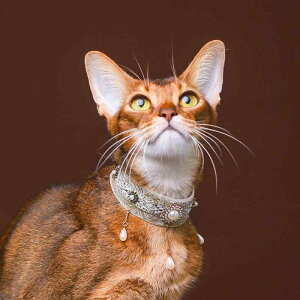 L    [X ybgpi lbNX `[J[  ANZT[ p[ xxbg O[ O[