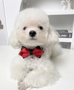 L    [X  lN^C ybgpi t ߉\  Cbh CG[ u[