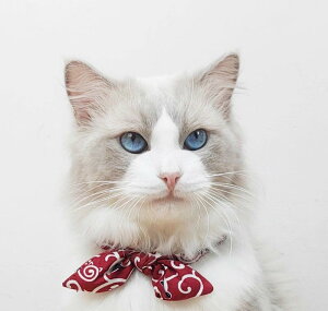 L    a  i  ybgpi  ANZT[ bh O[ u[