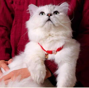 L  ^   [X ҂ lbNX ybgpi \ ANZT[ bh