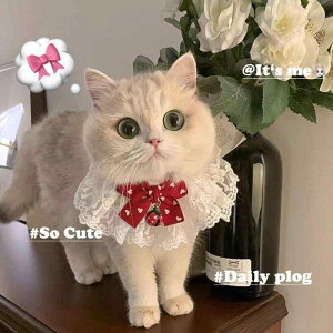 L     悾ꂩ lbNX t 킢 fR[V  bh ubN