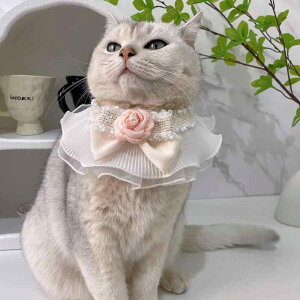 L    [X ybgpi 悾ꂩ ԏ `[J[ ANZT[ zCg ubN