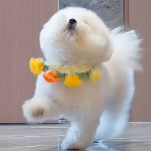 L  ^   [X jbg ybgpi ANZT[ lbNX 킢  CG[ p[v sN