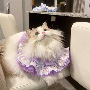 L    [X ybgpi 킢 悾ꂩ ʐ^Be p[v CG[ bh