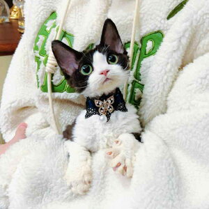 L    [X   킢 ANZT[ ybgpi u[ sN bh