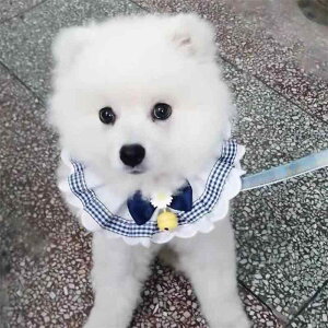 L    [X  悾ꂩ  ANZT[ lbNX bh lCr[ sN