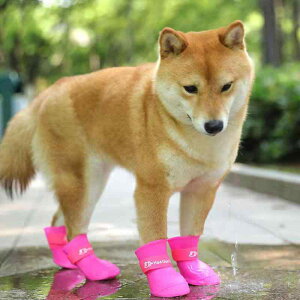 p ^ VR Cu[c 4Zbg h h ۉ 킢 |jA rVt[[ gCv[hp V[Y C JC Jo[ JWA