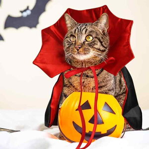 ybg L  nEB NX}X Cxg p[eB[  RXv ϐg }g P[v Xq |GXe bh ubN