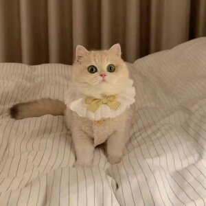 ybgEFA p Lp 킢 g {AxXg JWA h efB gCv[h ^ ^ xXg AvRbg uE