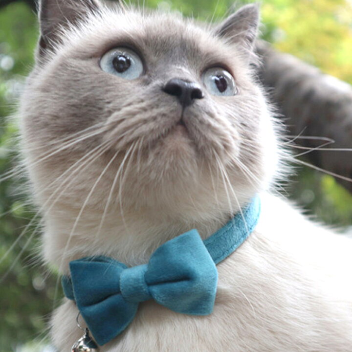 豪華で新しい リボン 可愛い 猫用首輪 猫 首輪 安全バックル リード穴付き 猫型バックル かわいい ネコ キャット ネコグッズ 猫グッズ ペット用品 蝶ネクタイ Shipsctc Org