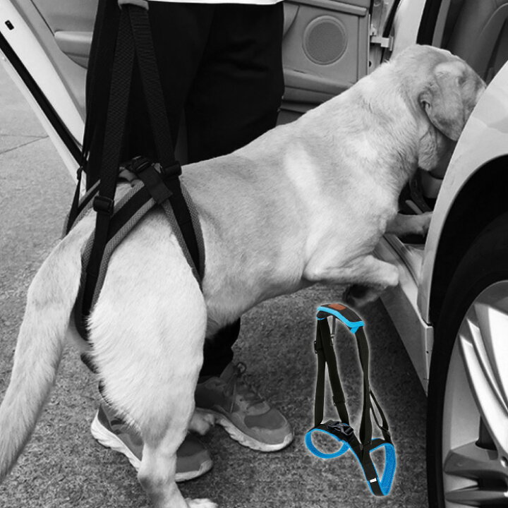 楽天市場 大型犬 中型犬向け 犬 介護 ハーネス 介護用ハーネス 後足専用 老犬 介護 歩行補助 ベルト リハビリ 介護 障害犬 犬用 ペットグッズ Grand Cinc