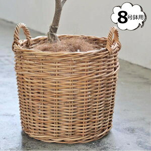 AO v^[oXPbg 8p NG Creer 92210010   [ BOX {bNX  oXPbg  JS  킢 CeA G k Lb` 䏊 rO 