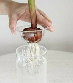 楽天市場 ヒヤシンス 水栽培 花瓶 インテリア小物 置物 インテリア 寝具 収納の通販