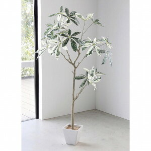 616. パキラ 吸取れ ミルキーウェイ 曲がり 希少 観葉植物 大型 室内