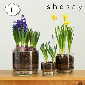 Aؔ [YKX v[gt t[|bg Xg[g LTCY 5.5 shesay u̔ 372311 t[x[X///t[/t[OX/ԕr KX/KXx[X/Vv/