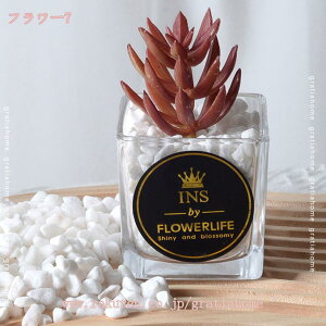 300~OFFN[| lHA tFCNO[  CeA A   ItBX fXN rO   AȊO N₩ȐF {̃^b` A v[g 