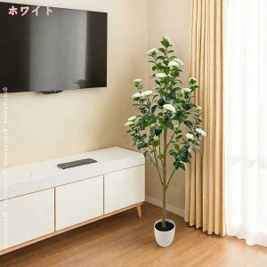 椿の木」の人気商品一覧・価格比較 - 価格.com
