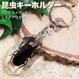 楽天市場 R 種類 昆虫 クワガタ 標本 化石 ホビー の通販 楽天市場 R 種類 昆虫 クワガタ 標本 化石 ホビー の通販