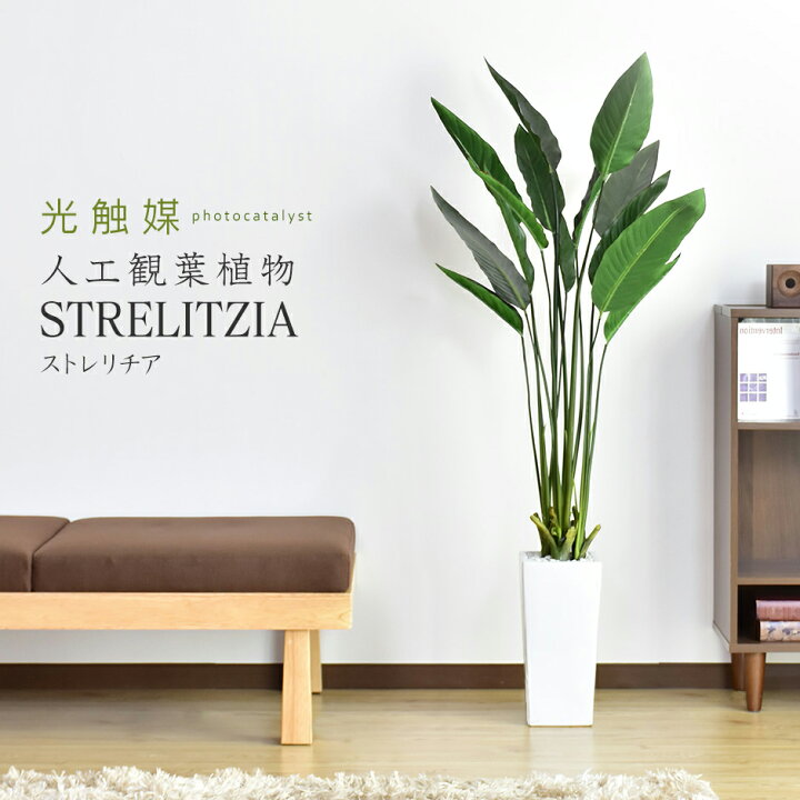 楽天市場 クーポン10 オフ 7 30 0時 8 1 24時 人工観葉植物 光触媒 ストレリチア140cm 水やり不要 高さ140 インテリアグリーン 観葉植物 造花ストレリチア 送料無料 Grazia