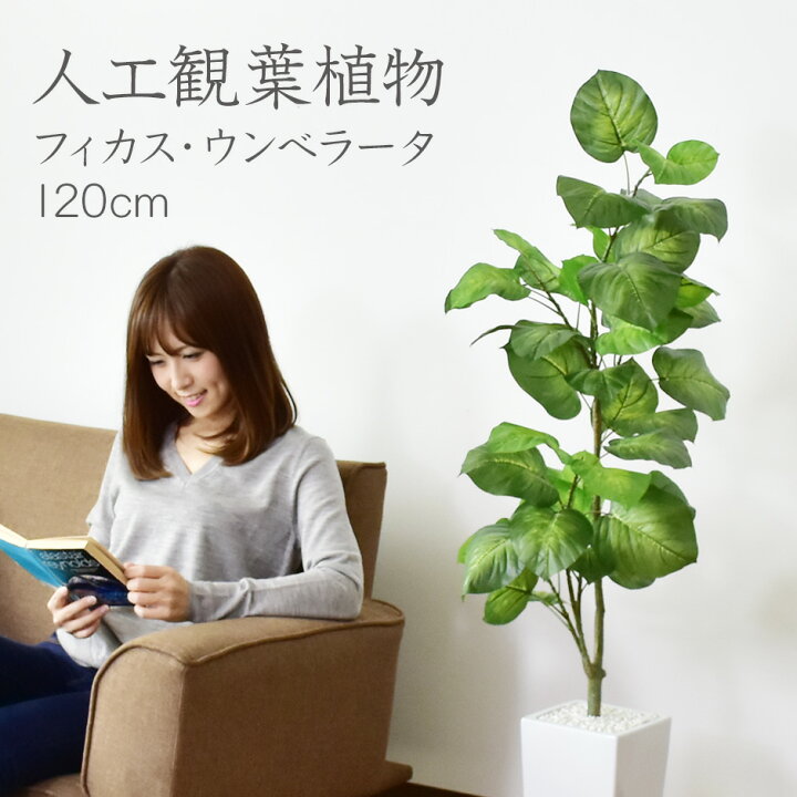 楽天市場 人工観葉植物 フェイクグリーン 観葉植物 フィカス ウンベラータ インテリアグリーン 造花 光触媒 5号 鉢 水やり不要 インテリア お祝い 結婚 父 母 お祝い お礼 贈り物 プレゼント フィカスウンベラータ Grazia