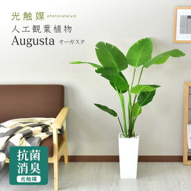 【15％OFFクーポン★6/23 0時~6/27 2時】 人工観葉植物 フェイクグリーン 観葉植物 ストレリチア オーガスタ 造花 光触媒 5号 鉢 水やり不要 インテリア おしゃれ お祝い 誕生日 お返し 結婚 父 母 男性 女性 オーガスタ