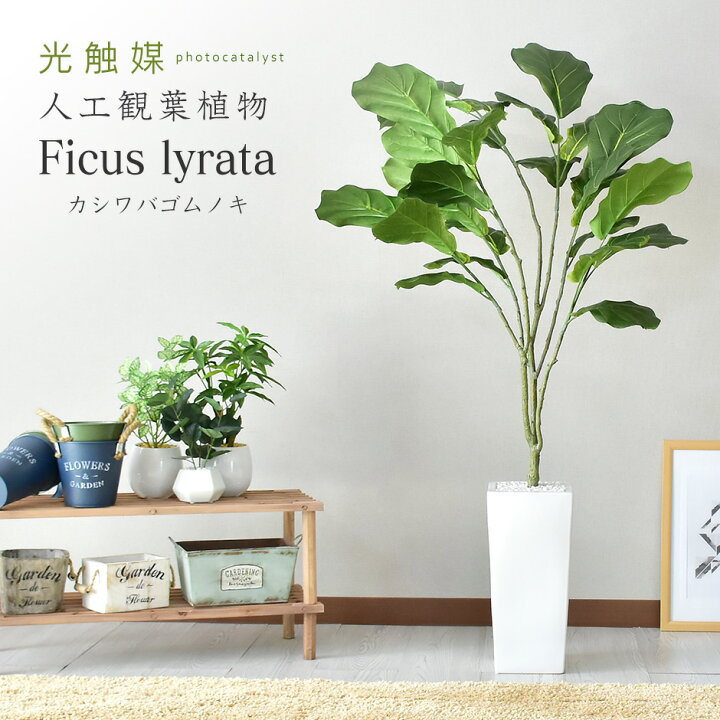 楽天市場 クーポン10 オフ 11 9 12時 24時 人工観葉植物 フェイクグリーン 観葉植物 ゴムノキ インテリアグリーン 造花 光触媒 5号 鉢 水やり不要 インテリア お祝い 誕生日 父 母 男性 女性 お祝い お礼 贈り物 プレゼント カシワバゴムノキ Grazia