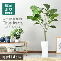 楽天市場】フェイクグリーン（種類（植物）コーヒーの木）の通販