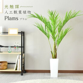 【15％OFFクーポン★5/23 20時~5/24 24時】 人工観葉植物 フェイクグリーン 観葉植物 プラム 造花 光触媒 5号 鉢 水やり不要 インテリア お祝い 誕生日 出産内祝い お返し 結婚 父 母 男性 女性 彼氏 彼女 お祝い お礼 贈り物 プレゼント プラム