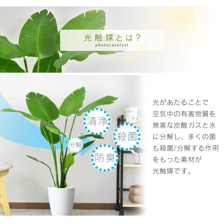 楽天市場】人工観葉植物 お手入れ不要 完成品 かんたん設置 フェイク 