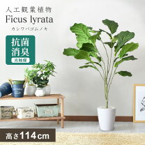 楽天市場】フェイクグリーン カシワバゴムの通販