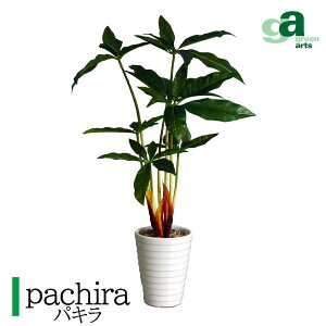 pL|bg H46cm G}H tFCNO[ ~jϗtA tFCN A  CeA lHϗtA L  JtF Lb` n EB NX}X RpNg v[g 