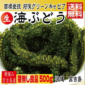 楽天市場 海 ぶどう 養殖の通販 楽天市場 海 ぶどう 養殖の通販