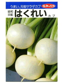 カブ　協和交配　はくれい　協和のカブです。