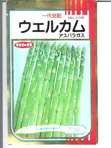 AXpKX@TJ^z@EFJ@TJ^̃AXpKXiłB@̂ƂȂ炨CO[f|