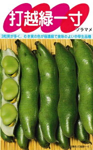 ソラマメの種 サカタ育成 打越緑一寸 サカタのタネのソラマメ種子です。そら豆種のことならグリーンデポ