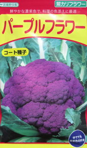 Jt[@c@OFz@p[vt[@̎Jt[iłB