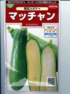 �؍��J�{�`���@�T�J�^��z�@�}�b�`�����@�@�@�T�J�^�̃^�l�̊؍��J�{�`���̎�q�ł��B