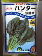 カネコ交配　ハンター法蓮草　　カネコ種苗のほうれん草品種です