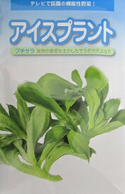 アイスプラント　プチサラ　武蔵野種苗園のアイスプラント種です。