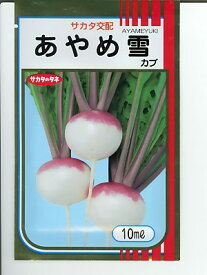 カブ　あやめ雪　サカタのタネのカブ種です。