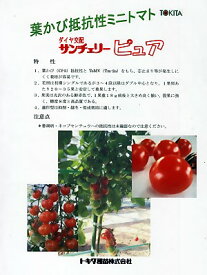 トマト　ダイヤ交配　サンチェリーピュア　トキタ種苗のミニトマト種です。