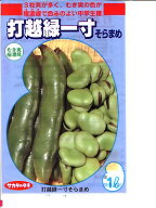 打越緑一寸　　サカタのタネのそら豆品種です。