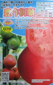 ダイヤ交配　豊作祈願トマト　トキタ種苗の大玉トマト品種です。