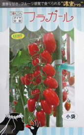 ダイヤ交配　フラガール　トキタ種苗のミニトマト品種です。