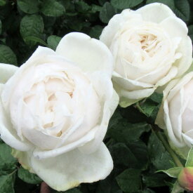 【大人気】バラ ジョリフィーユ 6号鉢 イングリッシュローズの面影を残す優美な花で、ふんわりとした美しいカップ咲き。 ※写真はイメージです。