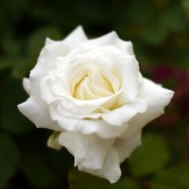 【定番人気】バラ ヨハネ パウロ2世 6号鉢 花のボリューム・花形・香りとも優れており、耐病性もあります。 ※写真はイメージです。商品は開花見込み株になります。