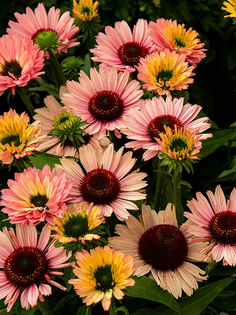 エキナセア サンシーカーズサーモン 10.5cmポット お庭を彩る華やかなエキナセア ※１枚目の写真はイメージです