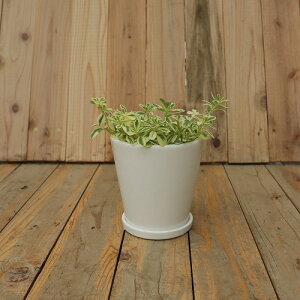 CeA픫 MTCYyObV[zCgz13cm ꌊ Mt | A lK ʐ^̐A͕ʔł