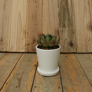 CeA픫 STCYyObV[zCgz9cm ꌊ Mt | A lK ʐ^̐A͕ʔł