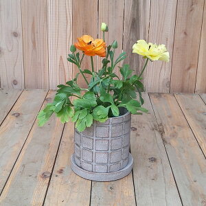 �f���L(DELKI) �M�����\���I�Z���z���C�g �ꌊ���� ��M�t�� �i�q�������͓I ���ʐ^�̐A���͕ʔ���ł�